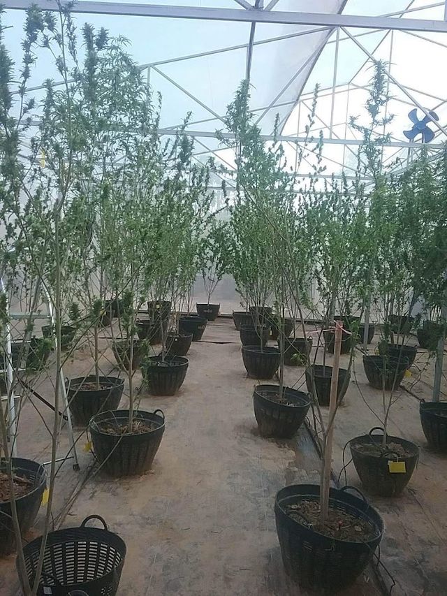 Kallaya & Sun Farm (Cannabis) storefront