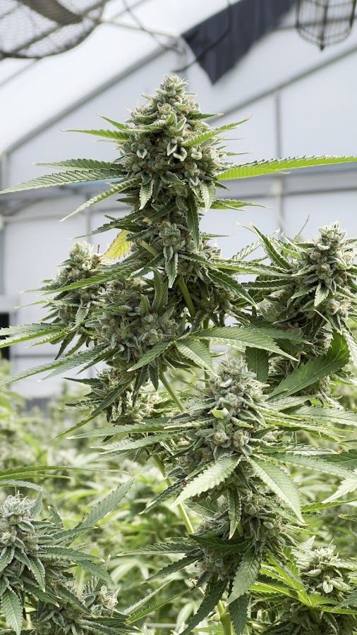 Bienestar Cannabis Farm storefront