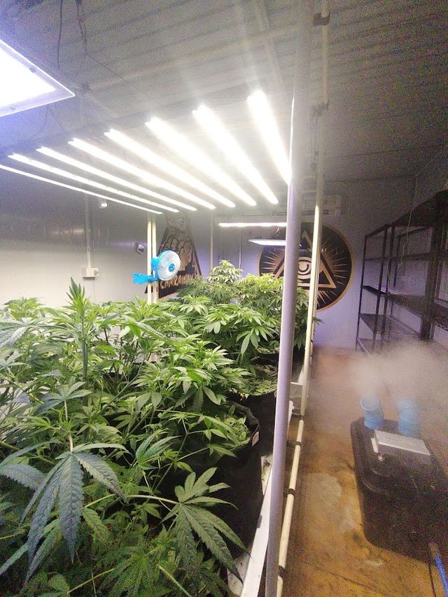 Money weed cannabis thailand storefront