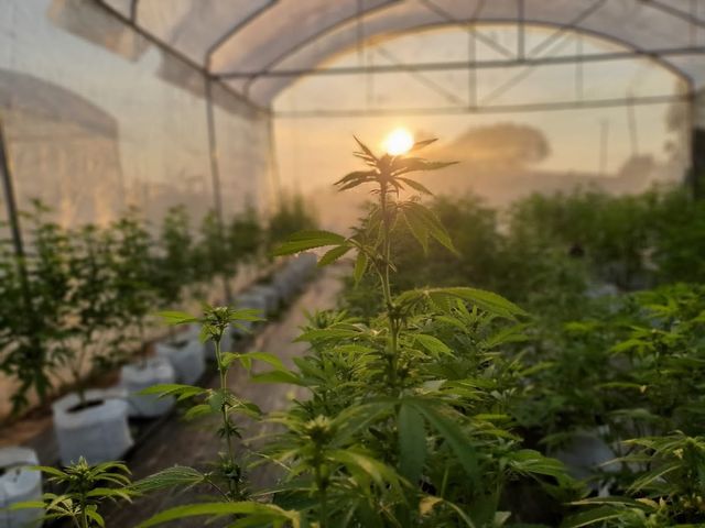 Garden house cannabis fram storefront