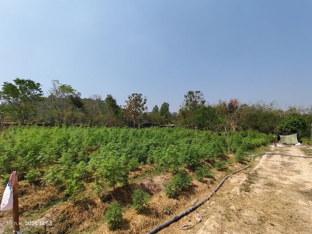 Arvo Cannabis (อาร์โวร์ วังน้ำเขียว) storefront