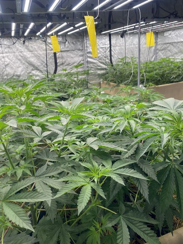 Monster iinhouse Cannabis House storefront