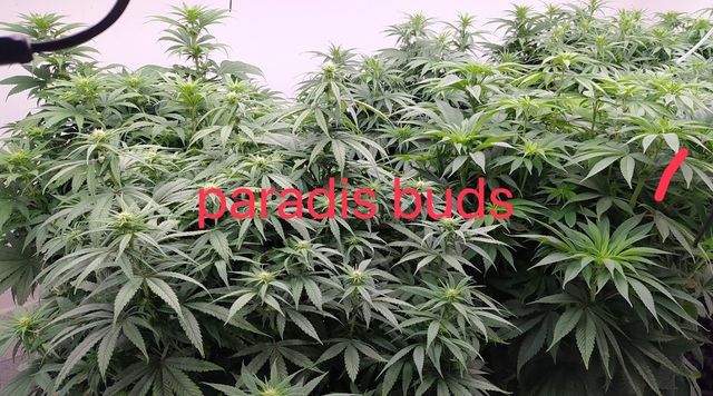 กรีนบลิส แคนนาบิส GREEN BILSS CANNABIS storefront