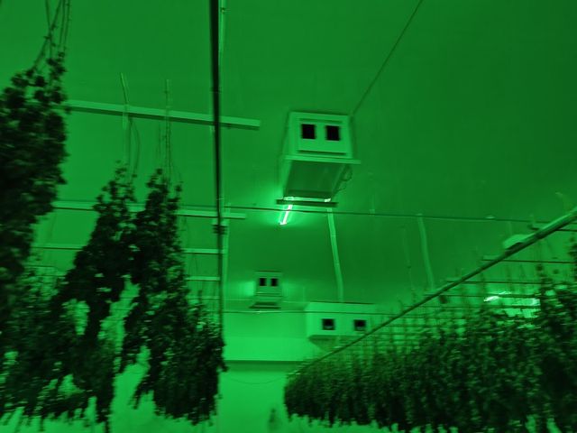 YOUNGBLOOD WEED storefront