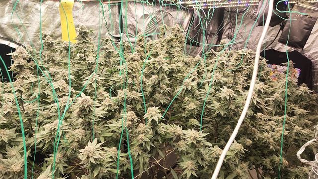 สายเขียวแยกลำ By T.OG Cannabis storefront