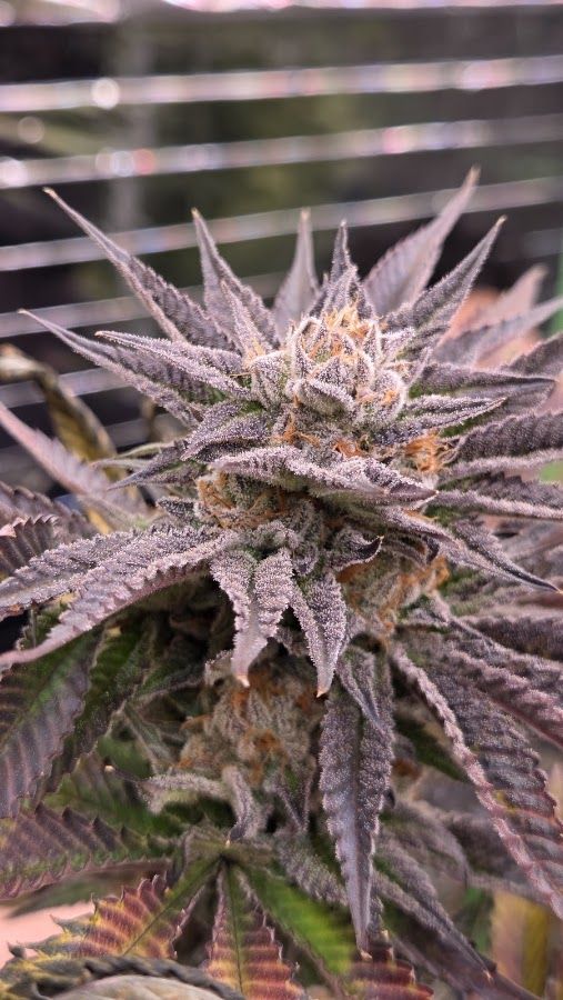 Daddy's Cannabis Farm & Delivery storefront