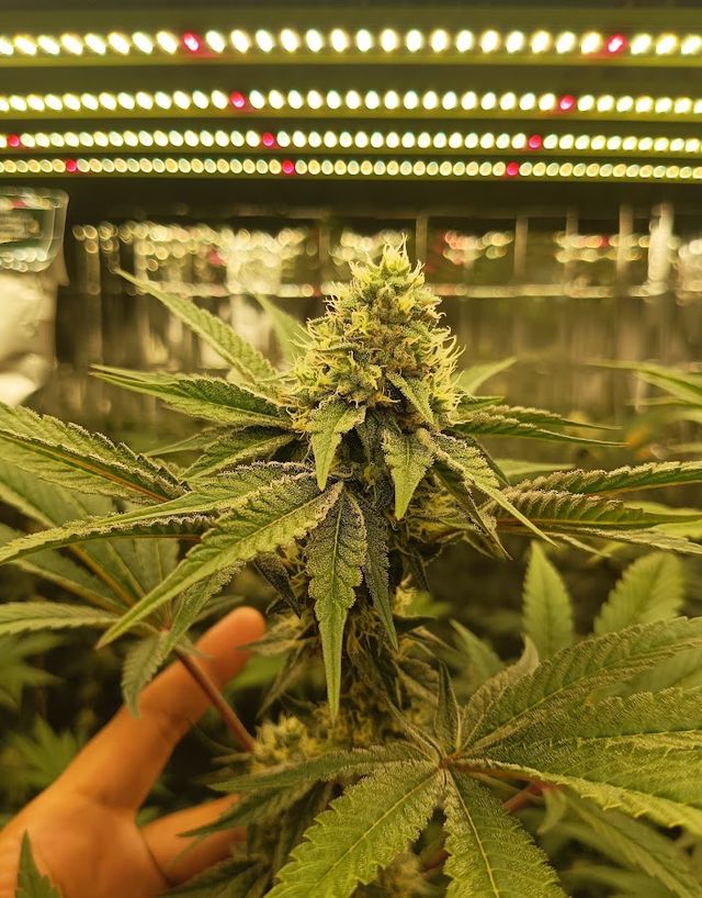 Three P High Weed ร้านกัญชาใกล้ฉัน storefront
