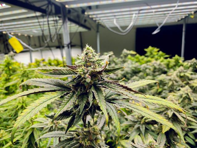 Lollipop Cannabis Farm storefront