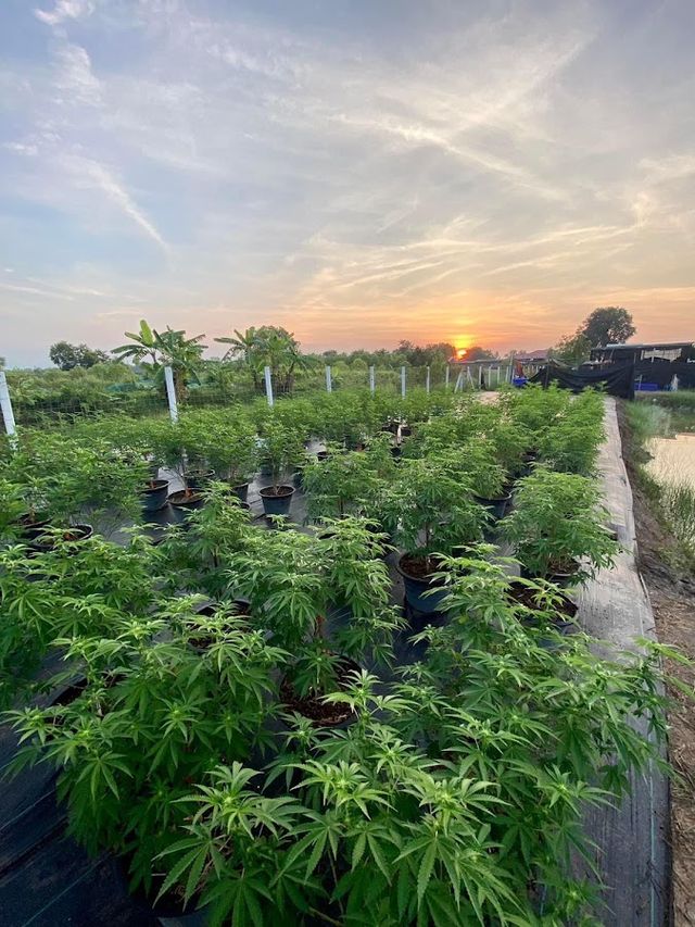 Mars Cannabis Farm storefront
