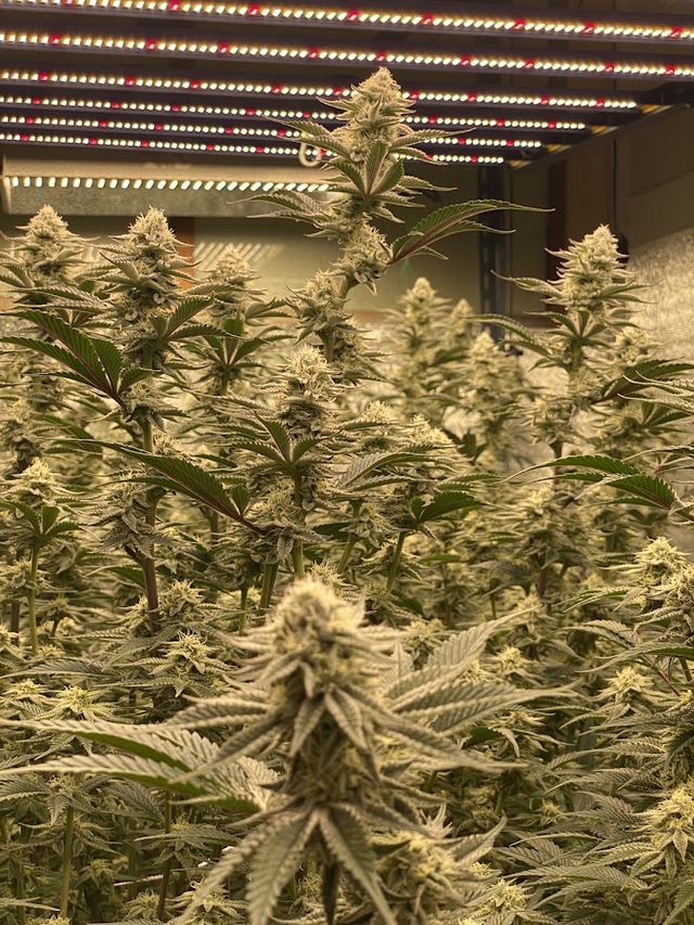 EXOTIC WEED (BNP) storefront