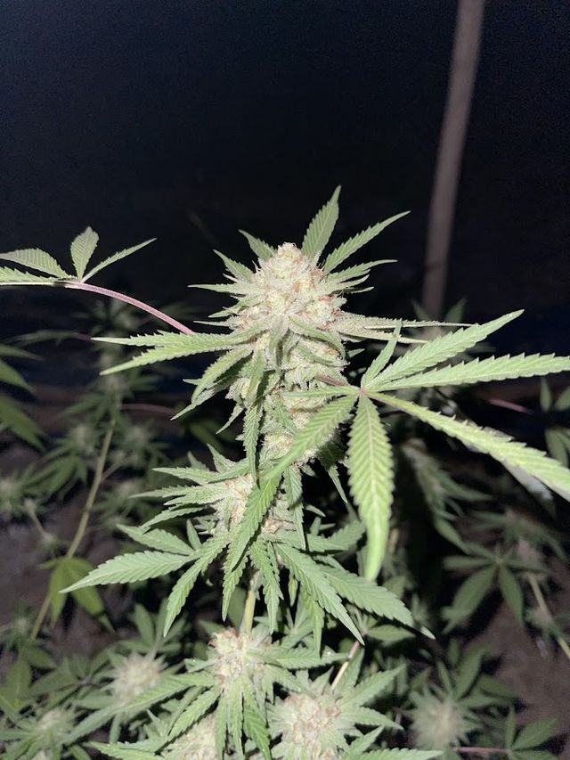 Macillgan cannabis farm storefront