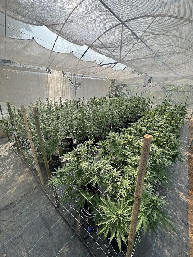 Nic Growth Cannabis Club. storefront