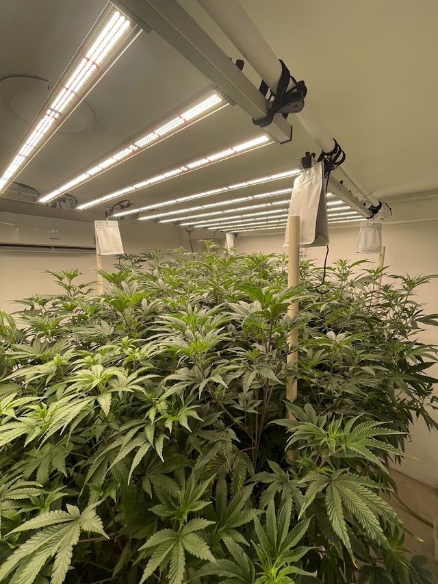 Cannabis dispensary by huggund - Lomsak ร้านกัญชา 大麻 dispensary storefront