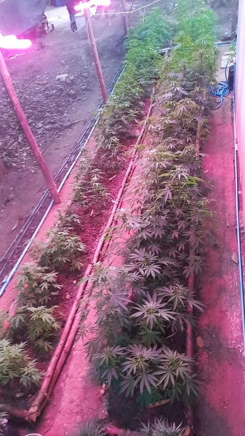 AOD CANNABIS 420 FARM storefront