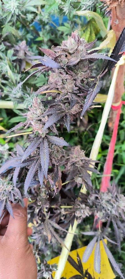 Pakoweed marijuana storefront