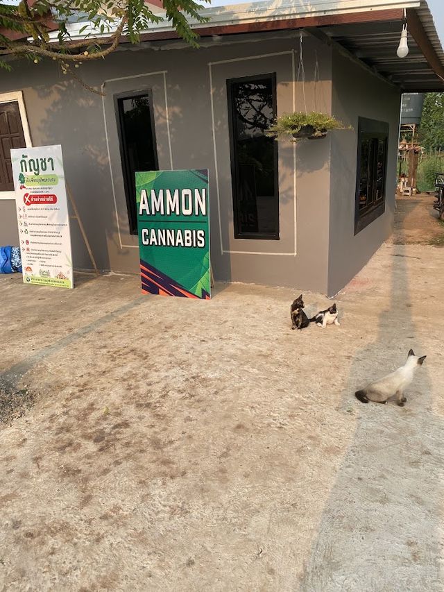 Ammon cannabis storefront