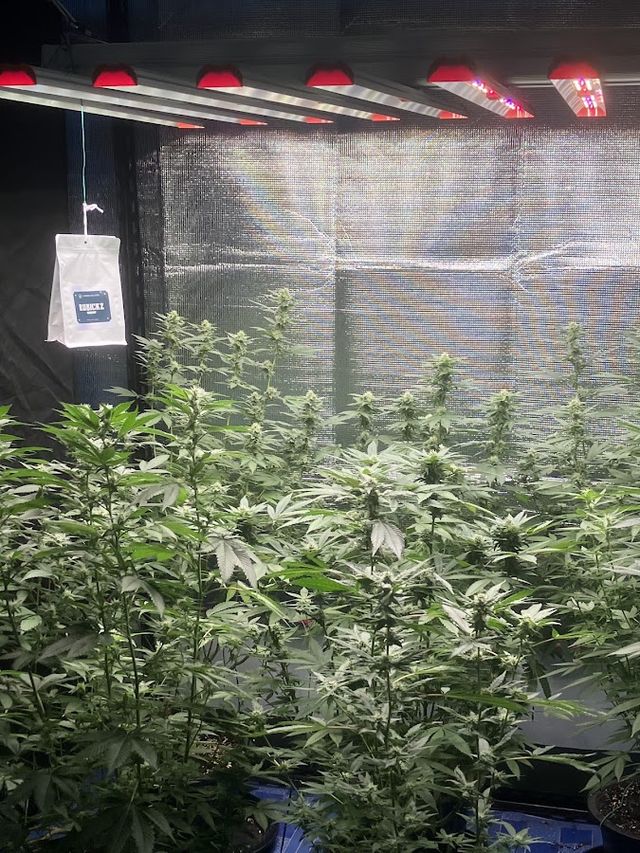 ร้านกัญบ้านผือ Cannabis Shop storefront