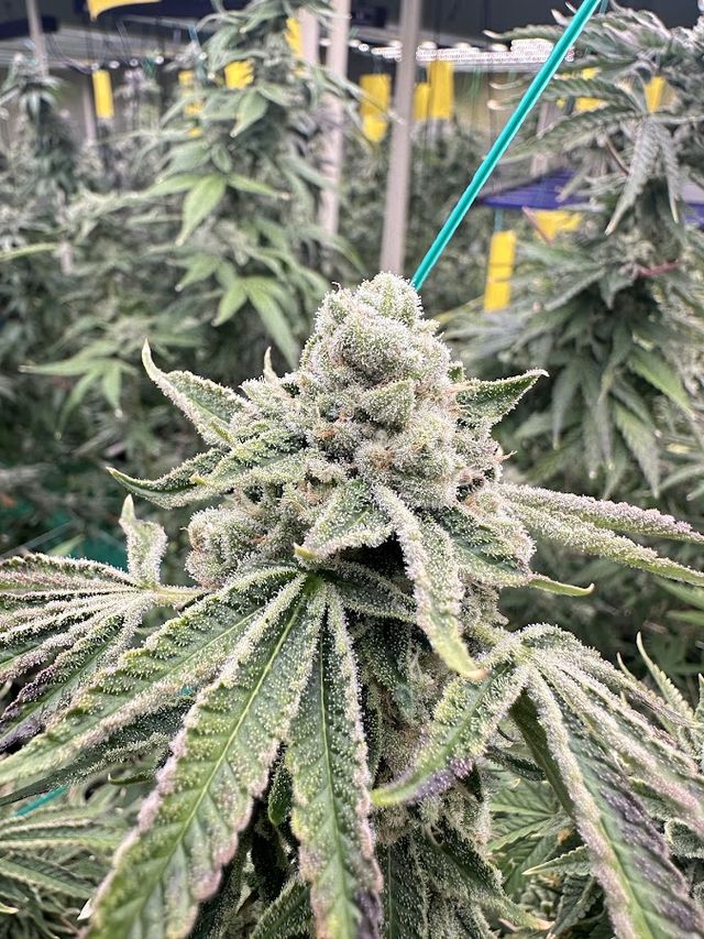 Tha Bo Greenery Ganja Farm storefront