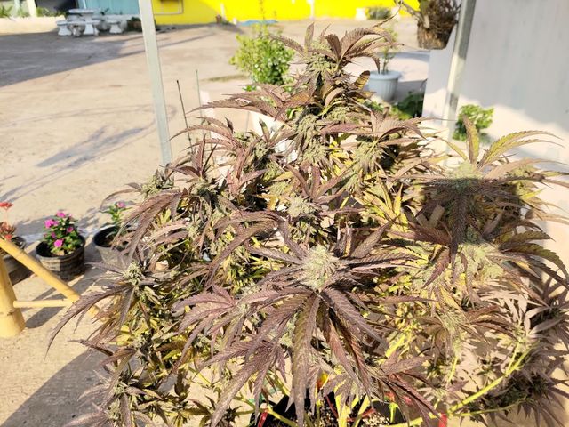 ปากคาดโอจี กัญชาออแกนิคปากคาด Pakkhat Cannabis Shop storefront