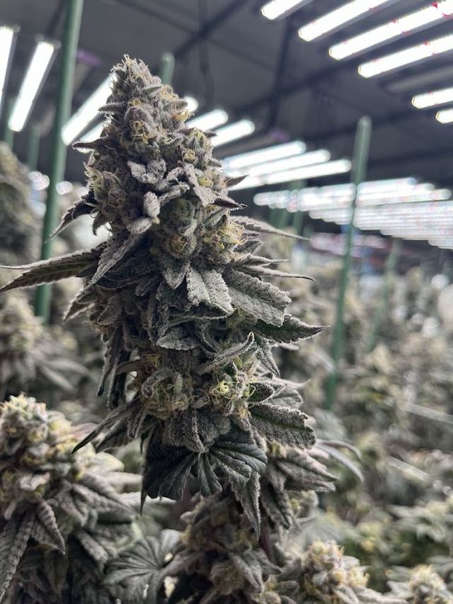 CANNABIS PONCHAROEN FARM CO.LTD. storefront