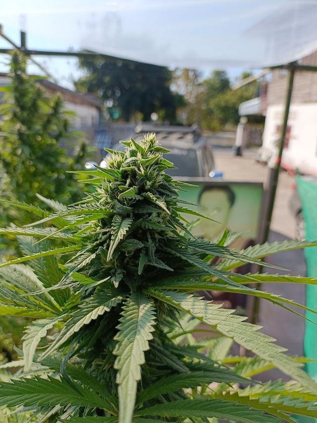 ฟาร์ม High Smoke OG storefront