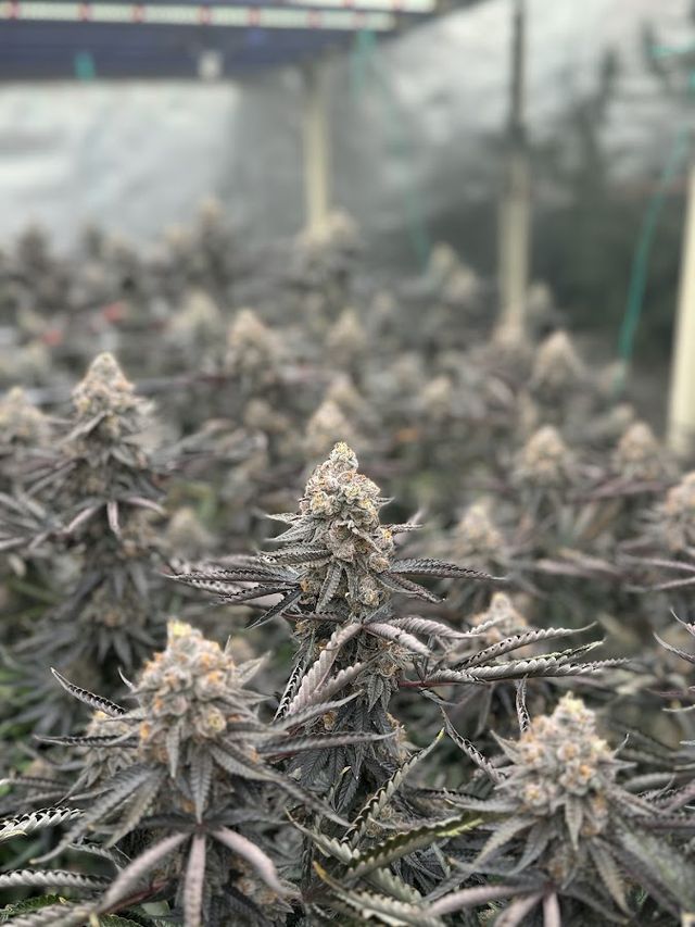 High Area Cannabis Shop storefront